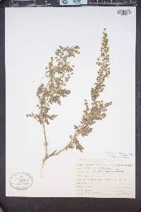 Hedosyne ambrosiifolia image