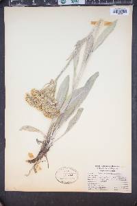 Senecio atratus image