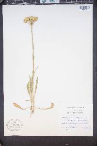 Senecio integerrimus image