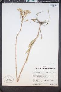 Senecio integerrimus image