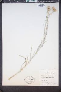 Senecio flaccidus var. flaccidus image