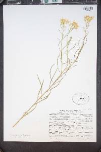 Senecio spartioides image