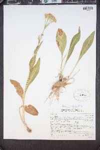 Senecio crassulus image