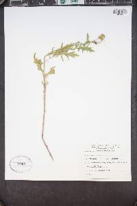 Senecio eremophilus image