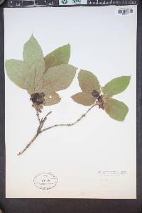 Lonicera involucrata image