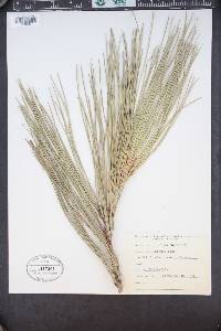 Pinus sabiniana image