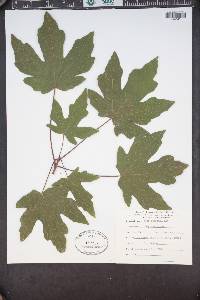 Acer macrophyllum image