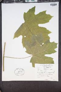 Acer macrophyllum image