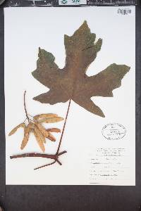 Acer macrophyllum image