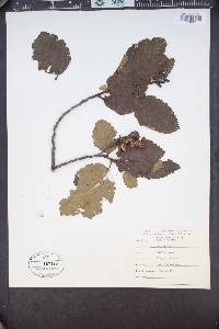 Alnus rubra image