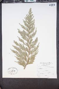 Thuja plicata image