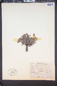 Dryas octopetala image