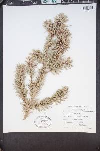 Pseudotsuga menziesii var. glauca image