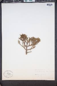 Phoradendron juniperinum image