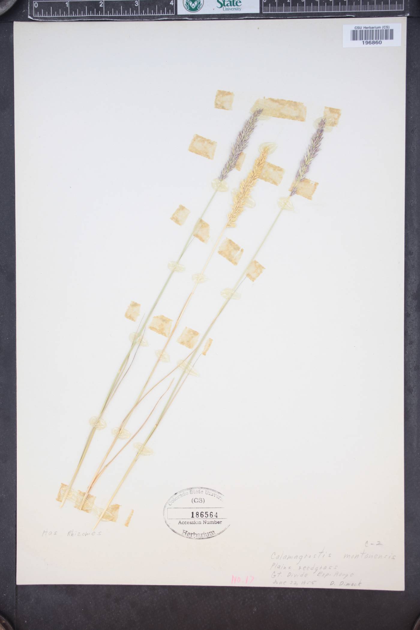 Calamagrostis montanensis image