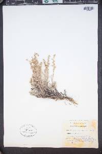 Artemisia tripartita image