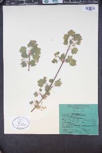 Acer glabrum image