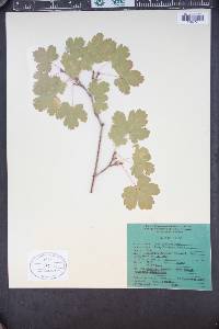 Acer glabrum image