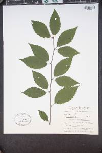 Betula alleghaniensis image