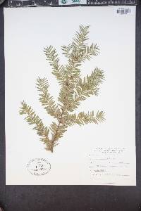 Taxus brevifolia image