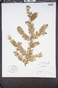 Taxus brevifolia image