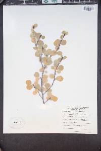 Betula glandulosa image