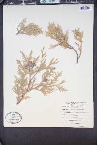 Thuja occidentalis image