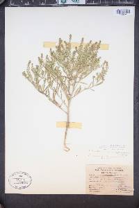 Lepidium ramosissimum image