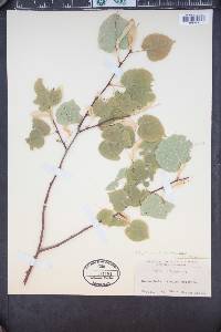 Tilia × europaea image