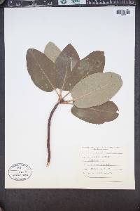 Arbutus menziesii image