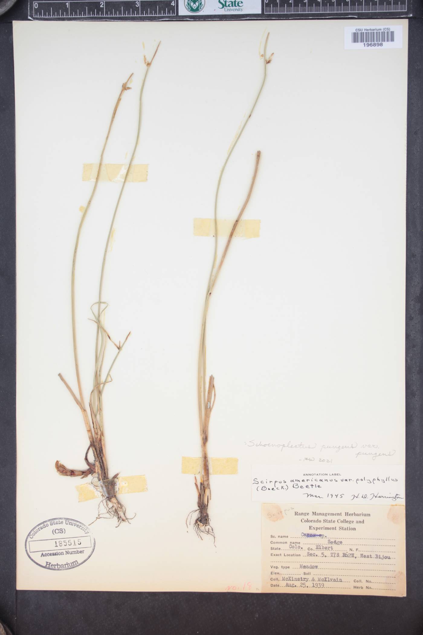 Schoenoplectus pungens var. pungens image