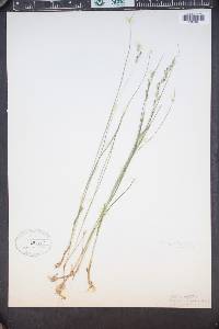Melica spectabilis image