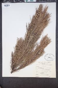 Pinus muricata image