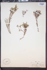 Vaccinium scoparium image