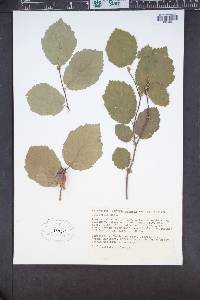 Corylus cornuta image