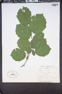 Corylus cornuta subsp. californica image