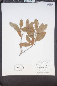 Quercus virginiana image