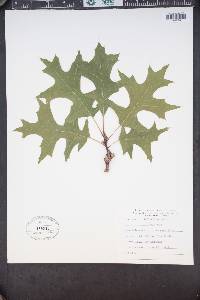 Quercus palustris image