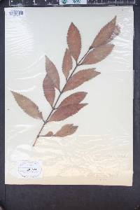 Laurelia philippiana image