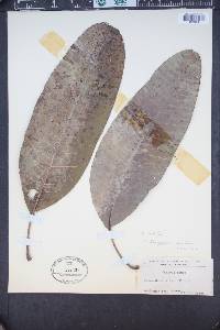 Mangifera indica image