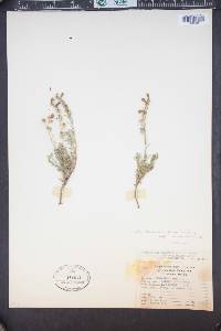 Penstemon linarioides image