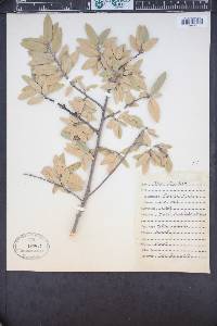 Quercus hypoleucoides image