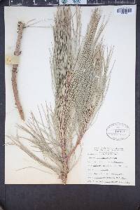 Pinus ponderosa image