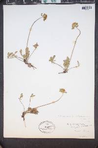 Eriogonum umbellatum var. aureum image