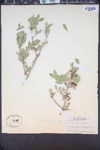 Forestiera pubescens image