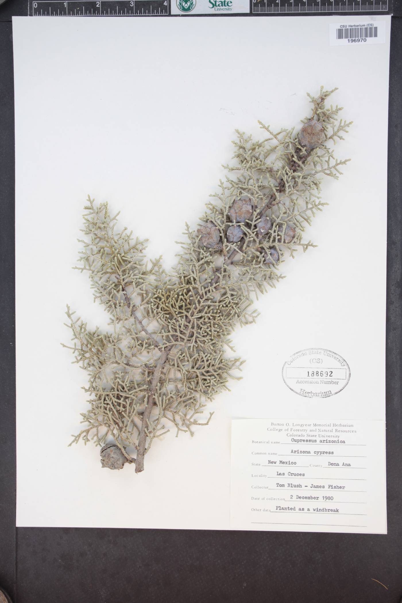 Callitropsis arizonica image