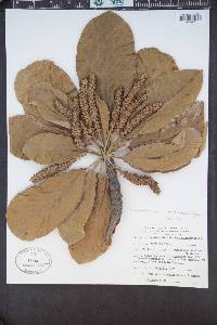 Terminalia macrostachya image