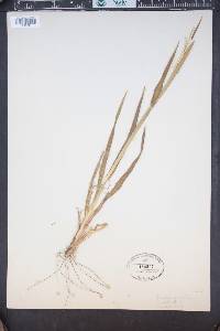 Paspalum dilatatum image