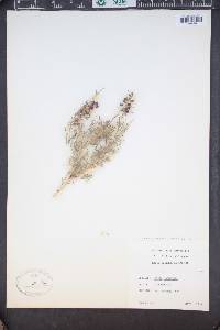 Psorothamnus fremontii image