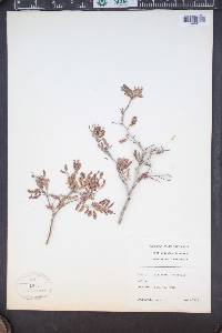 Calliandra eriophylla image